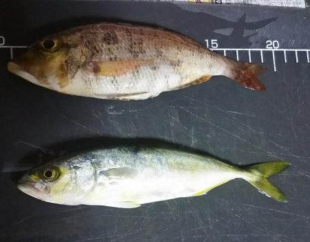 いろいろ釣れました