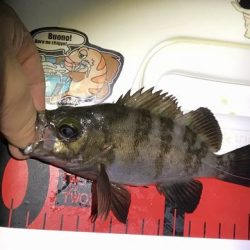 ケンサキ調査で