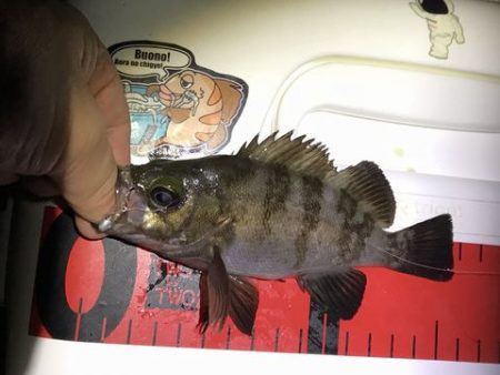 ケンサキ調査で