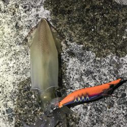 ケンサキイカ撃渋