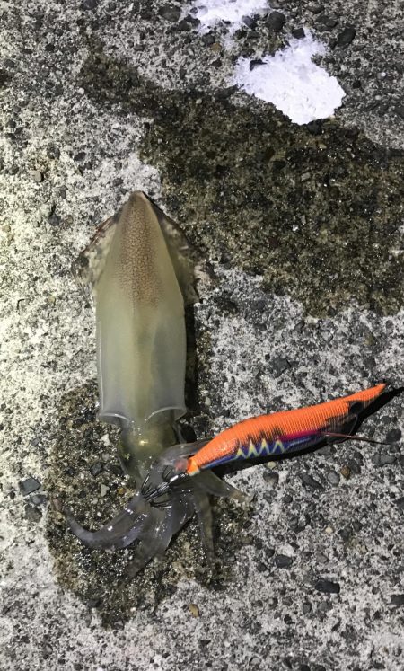 ケンサキイカ撃渋