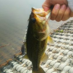 スピナーベイト