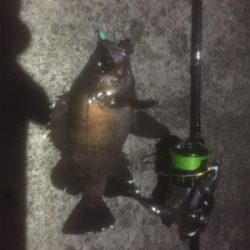 春シーズン最後のメバリング