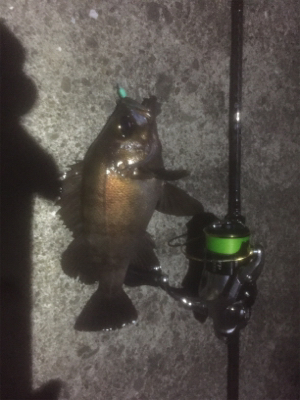 春シーズン最後のメバリング