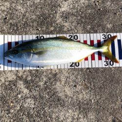 ツバス回遊あり