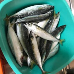 淡路島四人釣行