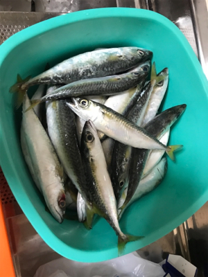 淡路島四人釣行