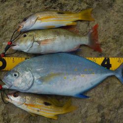 暑い中の釣行！