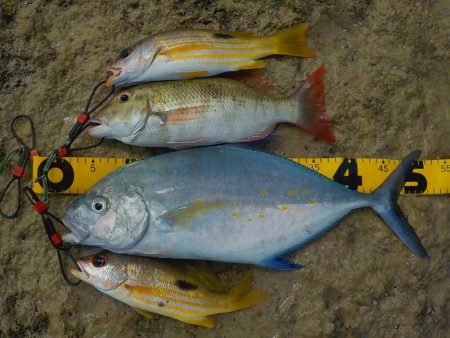 暑い中の釣行！