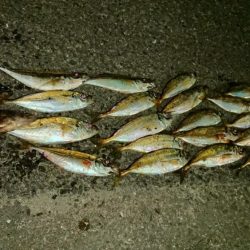 メバルは居なかったけど、代わりが居た