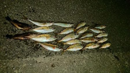 メバルは居なかったけど、代わりが居た