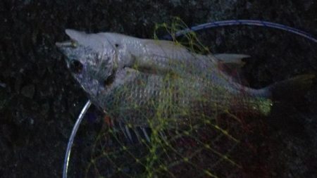 夕方に三時間！