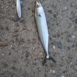 小型青物を求めて