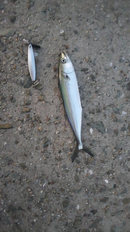 小型青物を求めて