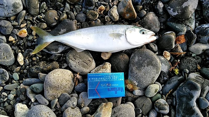 サーフジギングで青物釣れてます！