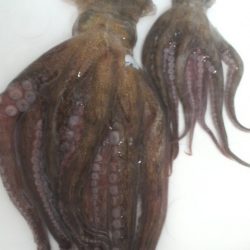 ２年ぶりのタコ釣り