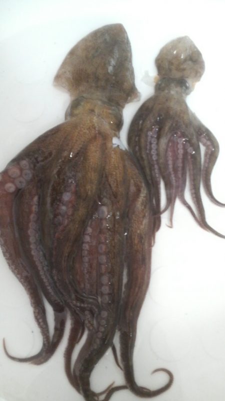 ２年ぶりのタコ釣り