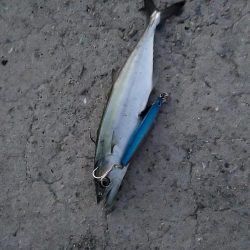 ツバスはどこ？