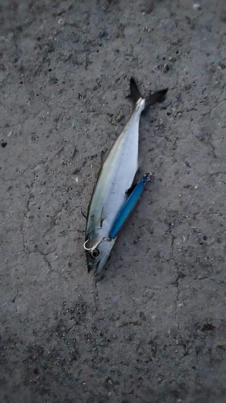 ツバスはどこ？