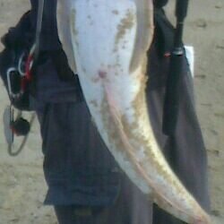 ﾗﾝｶｰﾏｺﾞﾁ