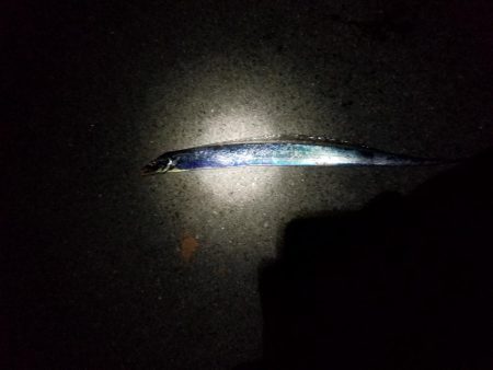 大サバ狙いのはすが…