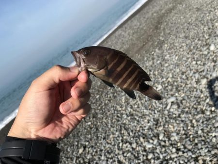夜ちょい投げからの朝ショアジギング