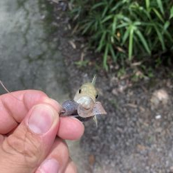 吉野川の子バス釣り