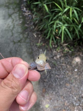 吉野川の子バス釣り
