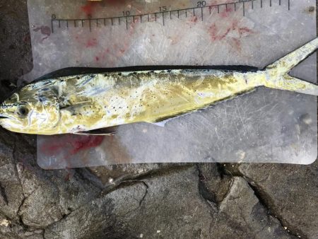 地磯でロックショア