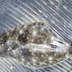 清水港でライトゲーム