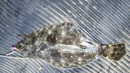 清水港でライトゲーム