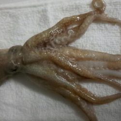 多種の魚が釣れ出しました。サイズは小さいです