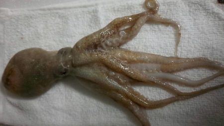 多種の魚が釣れ出しました。サイズは小さいです