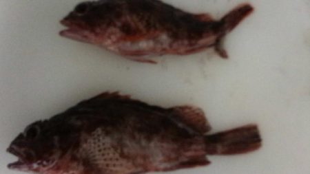 本日はカサゴ２匹と太刀魚狙いでの小鯖のみ