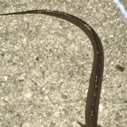 アナゴ釣りと夜光虫