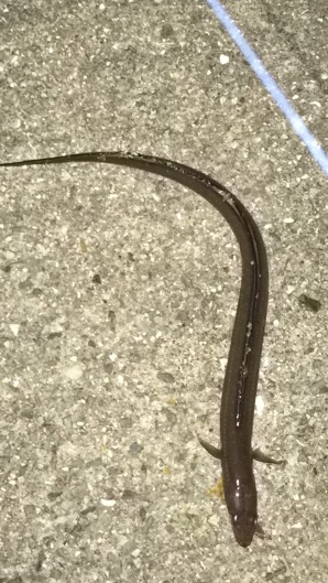 アナゴ釣りと夜光虫