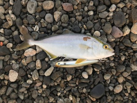 トップウォーター最高！