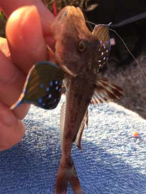 チョイ投げでホウボウ