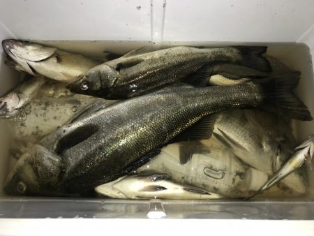 お台場周辺 シーバス チヌ