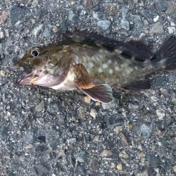 ガシラのお造り。