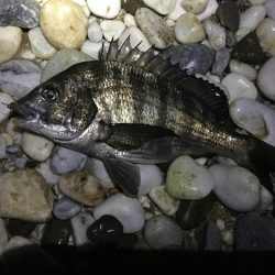 アジはお留守でしたが。