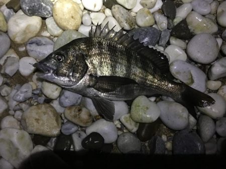 アジはお留守でしたが。