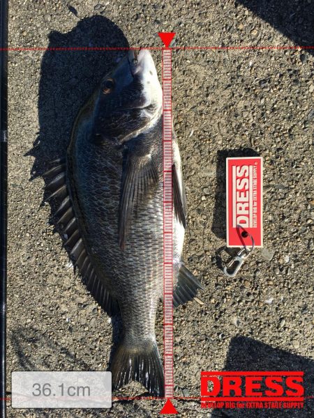 テトラで落とし込み