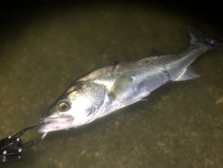豪雨後イマイチ