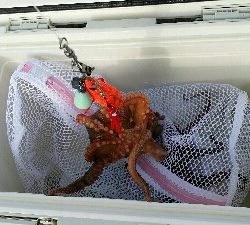 やっとタコシーズン開幕です