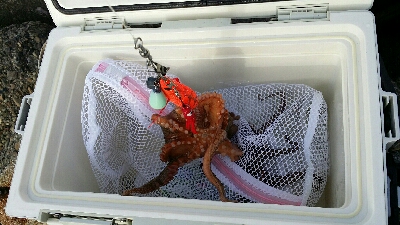 やっとタコシーズン開幕です