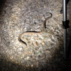 未だに大キス狙い