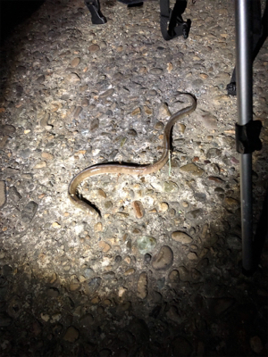 未だに大キス狙い