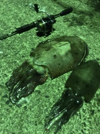 イカも終盤アコウはこれから