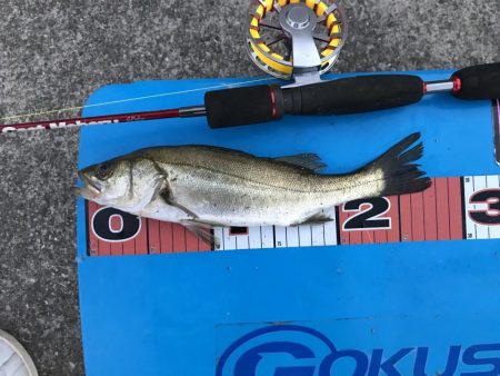 豊洲周辺 ヘチ釣り フッコ、カイズ